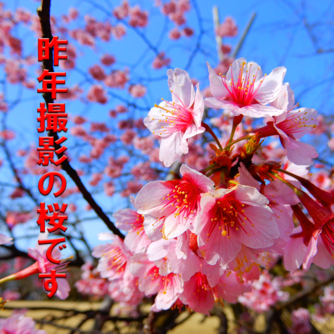 昨年撮影の桜