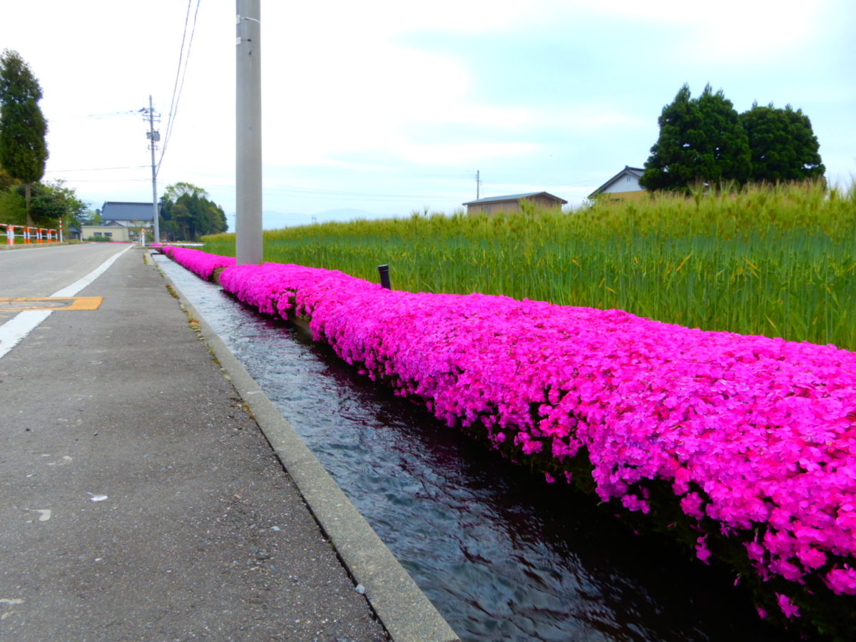 「芝桜の新屋敷」