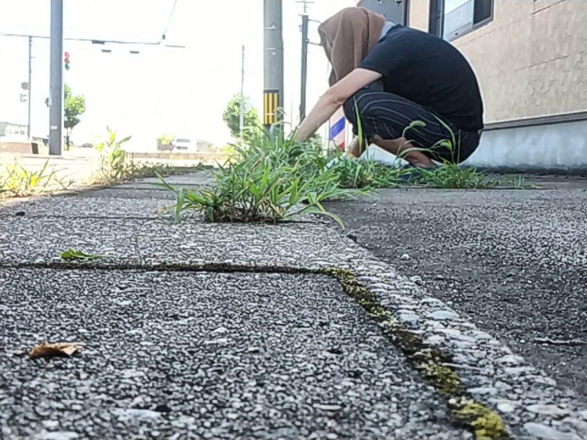 炎天下の中、草むしり