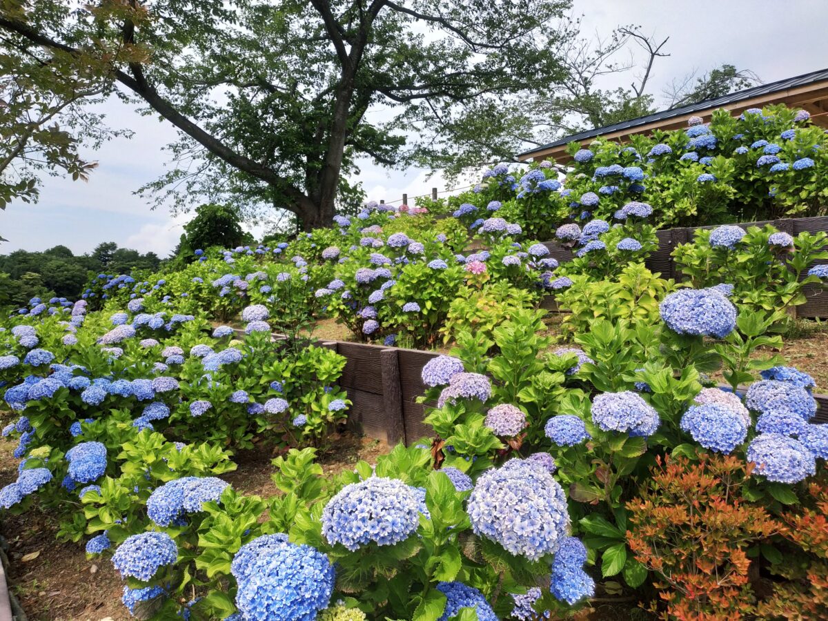 卯辰山公園