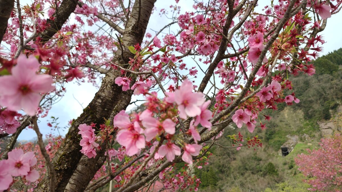 庄川水記念公園