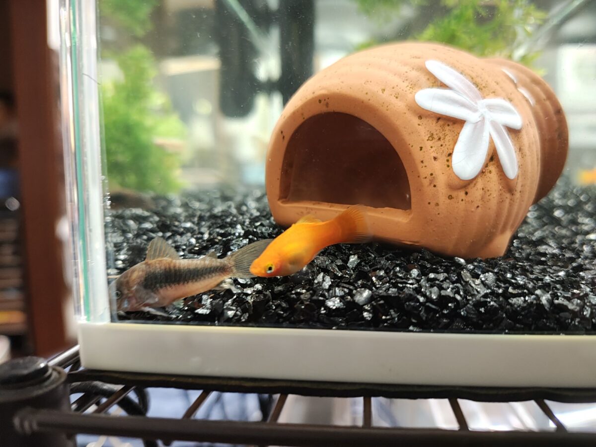 イエローサンセットムーン