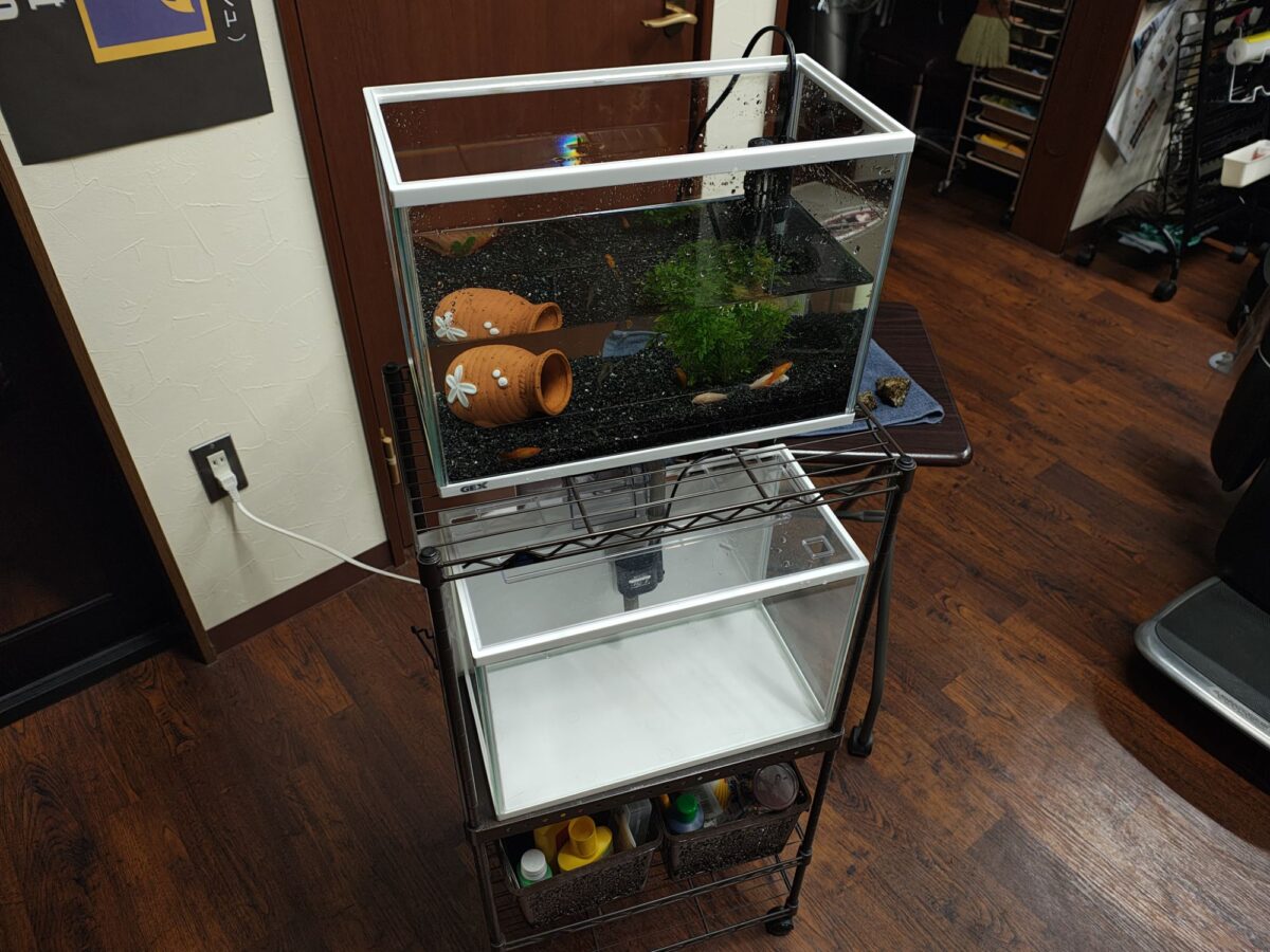 熱帯魚の水槽掃除