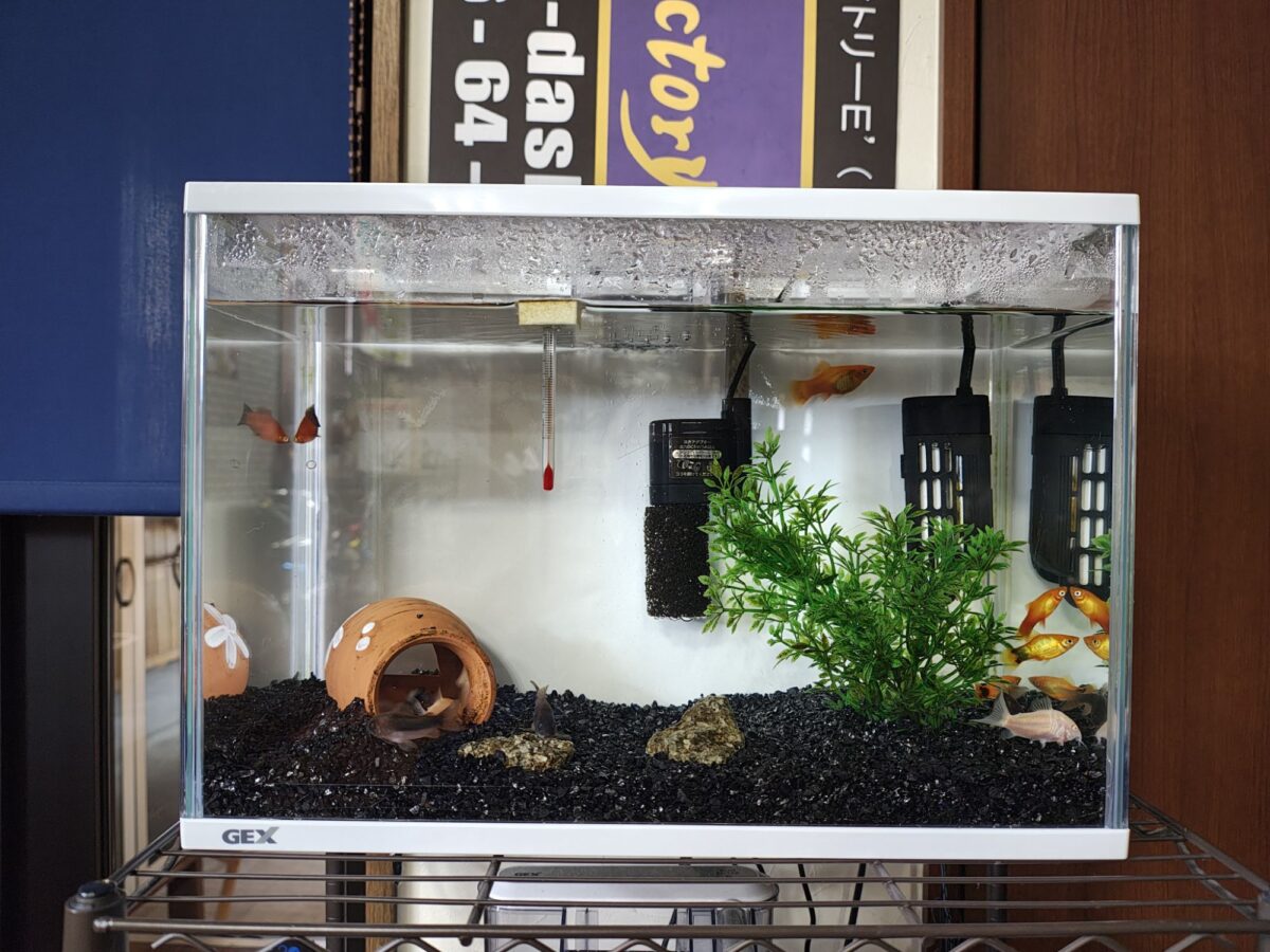 2026年3月15日の熱帯魚水槽