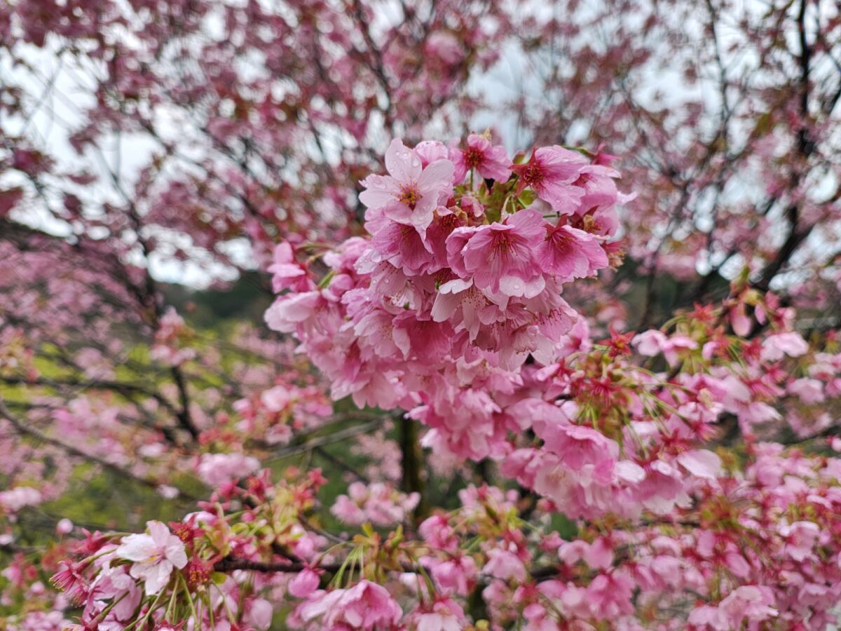 庄川水記念公園さんの