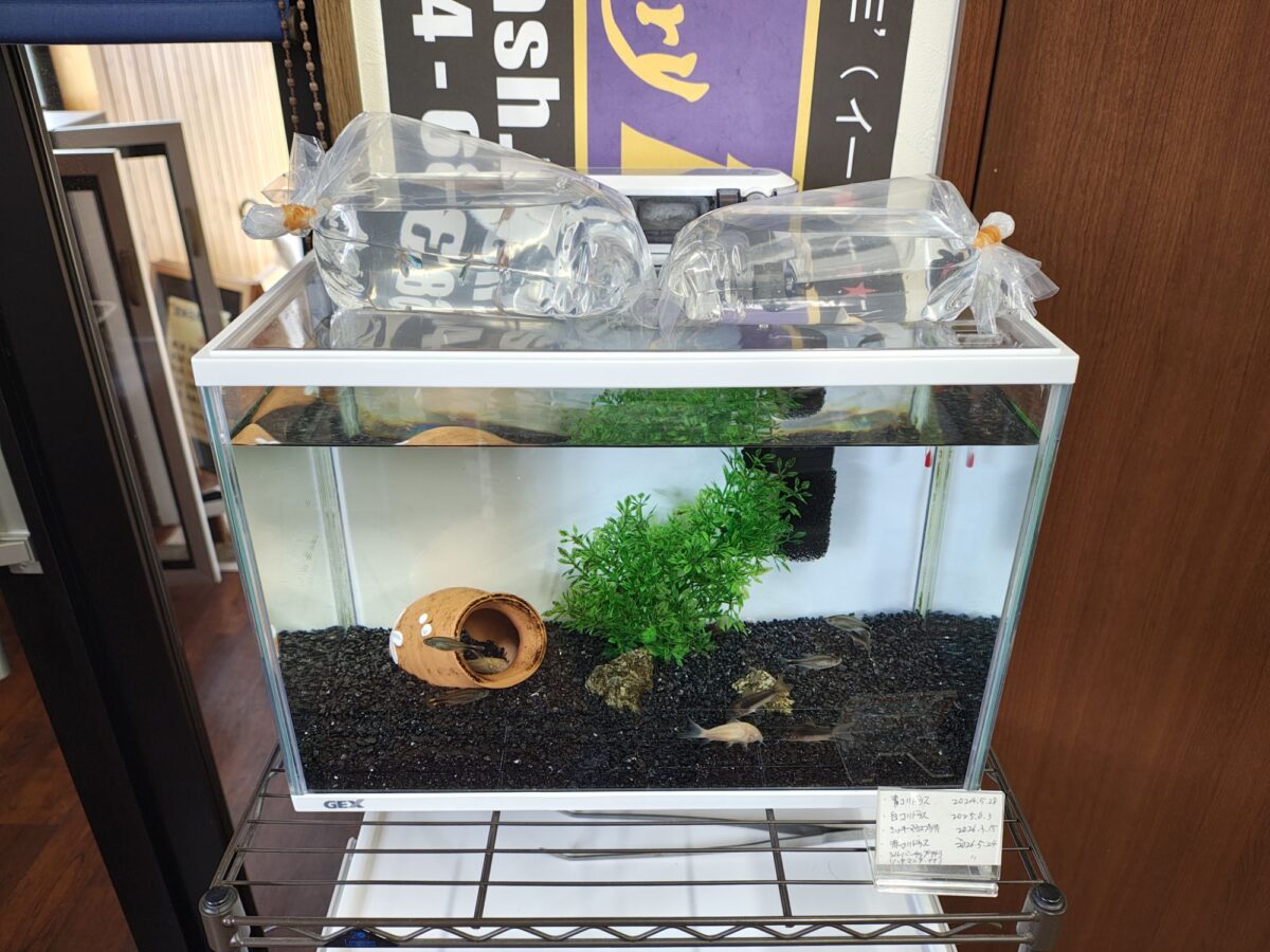お盆休み1日目|墓参りの後に熱帯魚を追加、コリドラスがまた増えました!